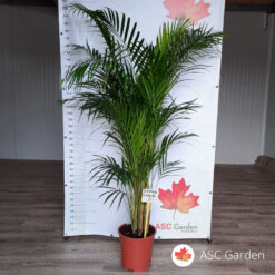 Areca palma