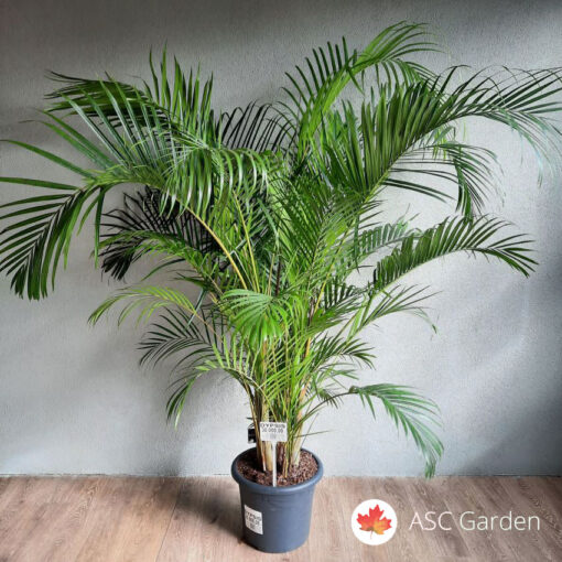 Dypsis lutescens- Areca palma 200 cm