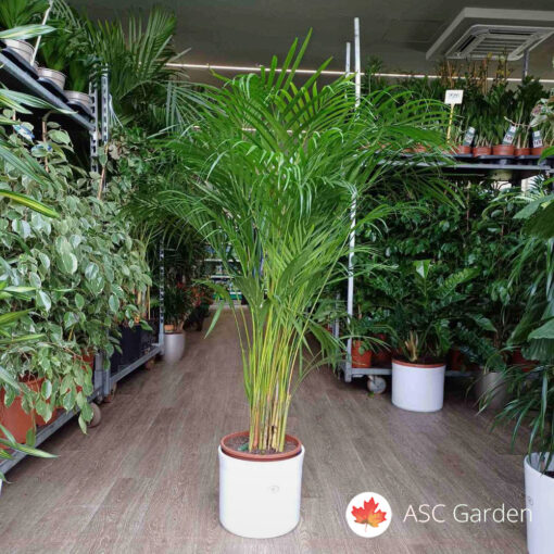 Dypsis lutescens- Areca palma 130-140 cm