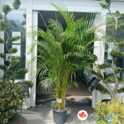 Dypsis lutescens- Areka palma 230 cm