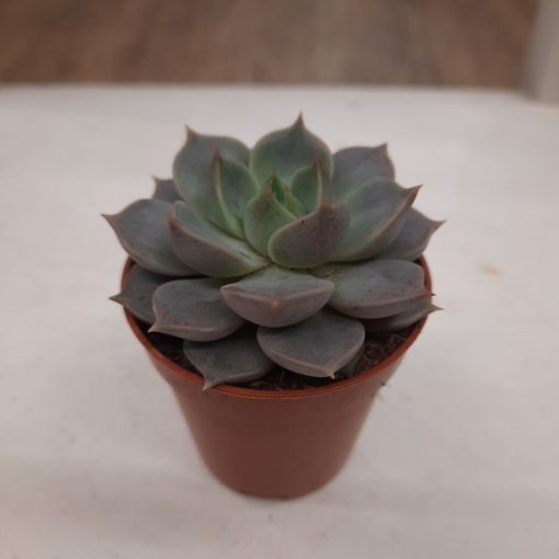 Echeveria 10 cm