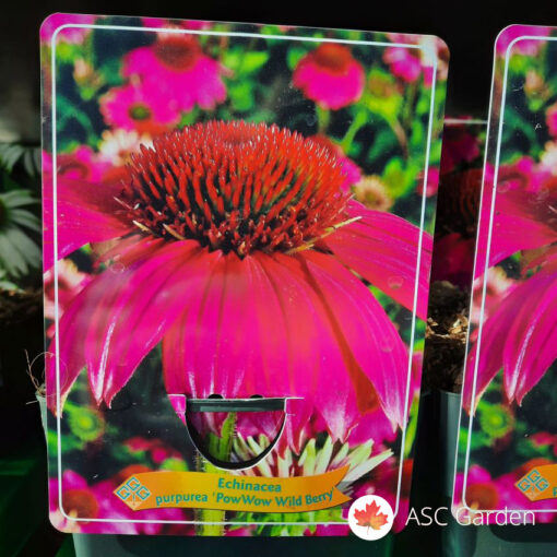 Echinacea mix NEMA NA STANJU