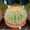 Echinocactus grusonii 25 cm