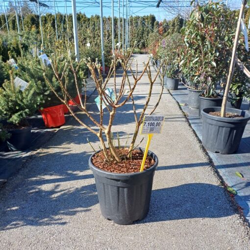 Edgeworthia chrysantha Grandiflora 75 cm
