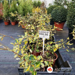 Eleagnus 50-60 cm
