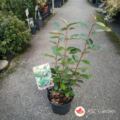 Eleagnus ebbingei 45 cm