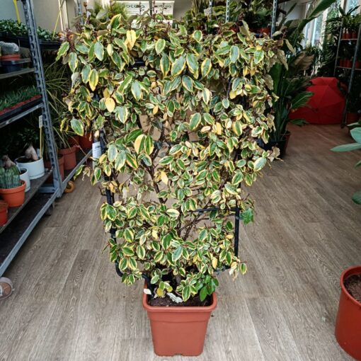 Eleagnus ebbingei Vivieleg špalir 110 cm