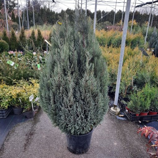 Chamaecyparis lawsoniana 'Ellwoodii' 140-150 cm