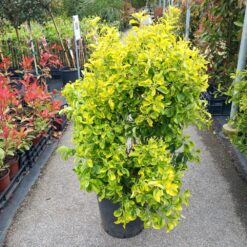 Euonymus elegantissima Aureus 100 - 125 cm
