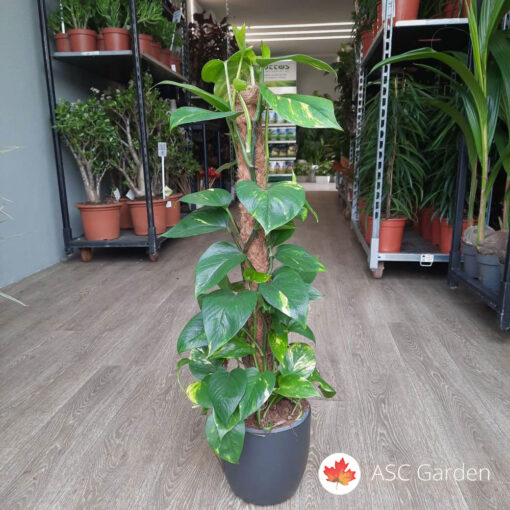 Epipremnum mosstok 10-20 cm -NEMA NA STANJU