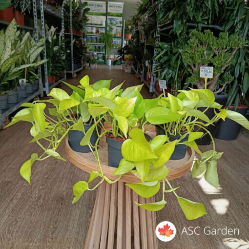 Epipremnum Golden Pothos 15 cm