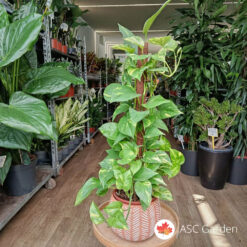 Epipremnum Pinnatum Aureum 80 cm
