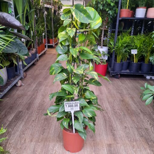 Epipremnum Pinnatum Aureum 110 cm