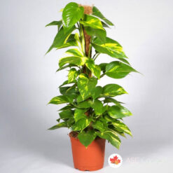 Epipremnum