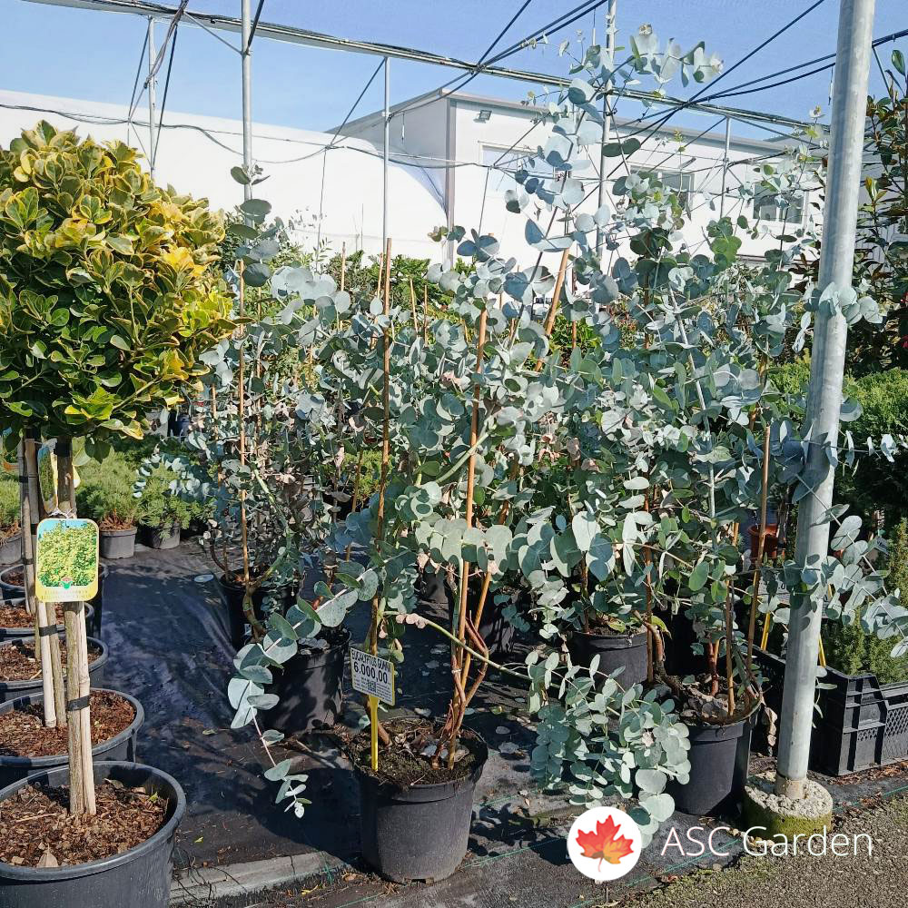 Eucalyptus gunnii 120 cm - Slika 2