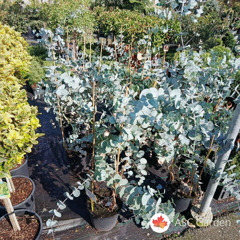 Eucalyptus gunnii 120 cm - Slika 3