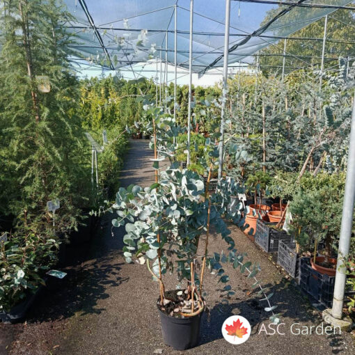 Eucalyptus gunnii 120 cm