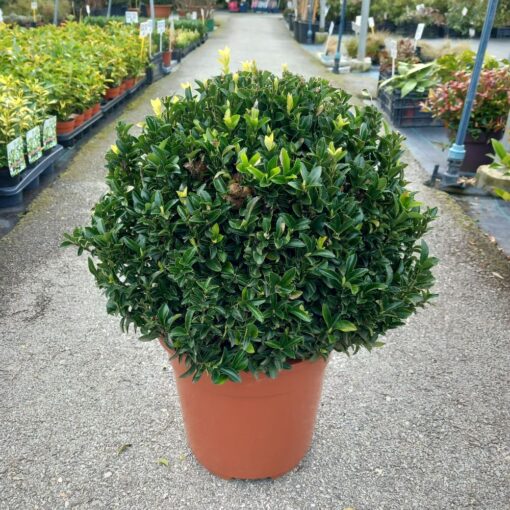 Euonymus Green Sire sphere 45 cm