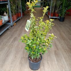 Euonymus Japonicus 'Elegantissimus Aureus' 70 cm