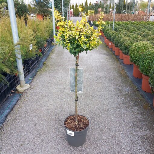 Euonymus japonicus Marieke 85 cm