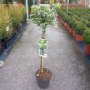 Euonymus ‘Kathy’ na štapu fi 19 | Zimzeleno drvo za saksije – ASC Garden