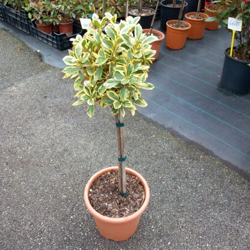 Euoymus japonicus Bravo 70 cm