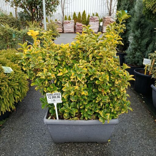 Euonymus japonicus Elegant. Aureus 90 cm