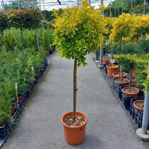 Euonymus elegantissima Aureus 130 cm