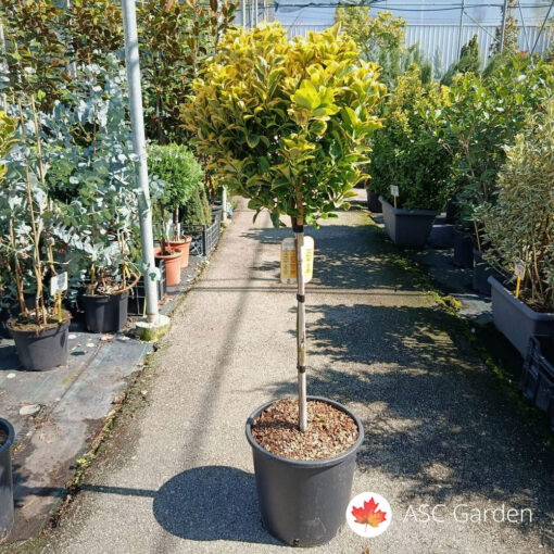 Euonymus elegantissima Aureus 100 cm