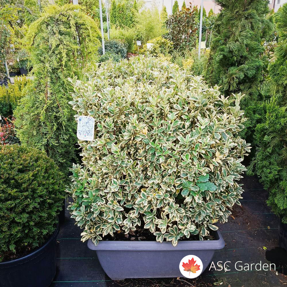 Euonymus Jap. Bravo 100 cm - Slika 3