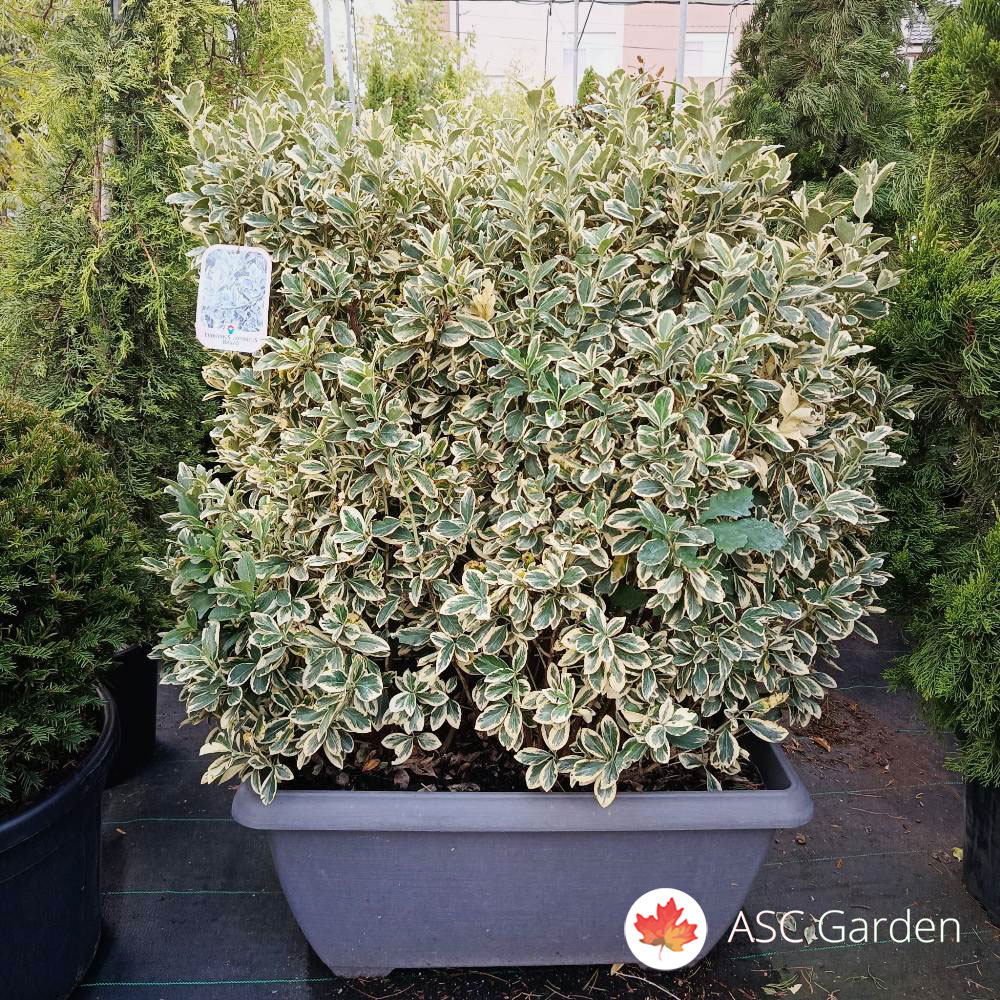 Euonymus Jap. Bravo 100 cm - Slika 4