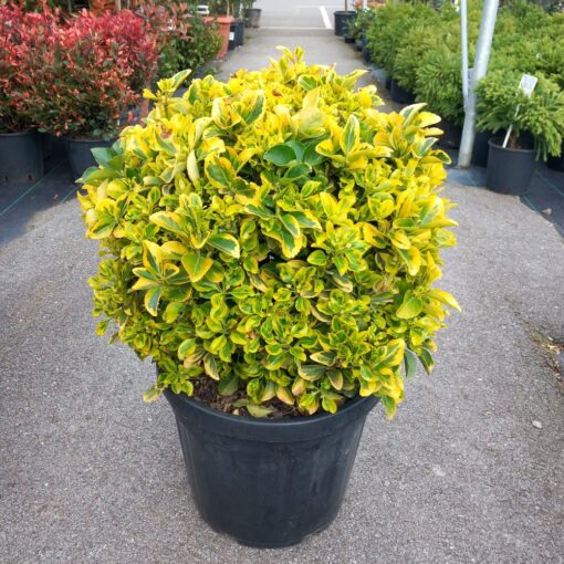 Euonymus japonicus 'Elegantissima Aureus' 40 cm