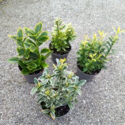 Euonymus japonicus 30 cm