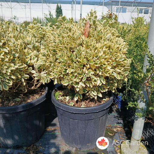 Euoymus japonicus Bravo 50 cm