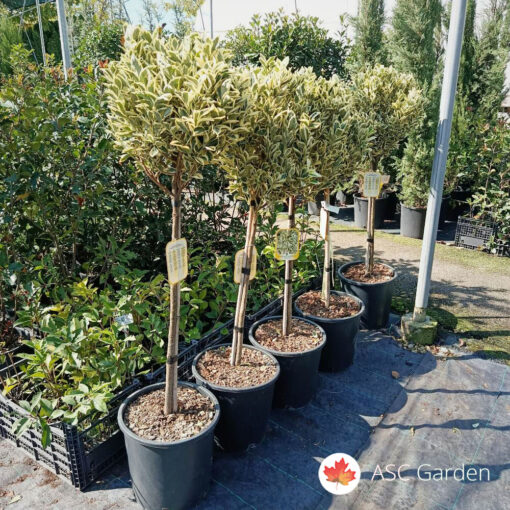Euonymus japonicus Bravo 100 cm