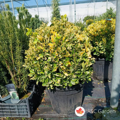 Euonymus japonicus 'Elegantissima Aureus' – 50 cm fi 35 l