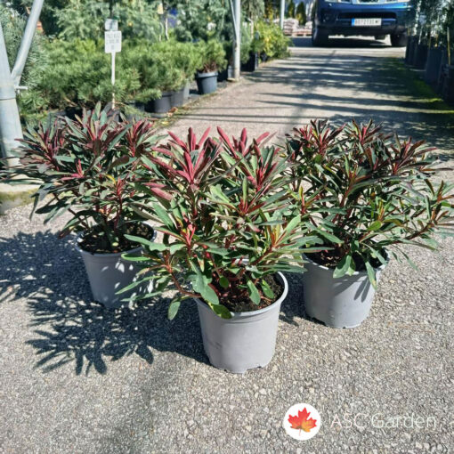 Euphorbia Miner's Merlot 32 cm