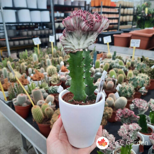 Euphorbia lactea 'Cristata' 25 cm