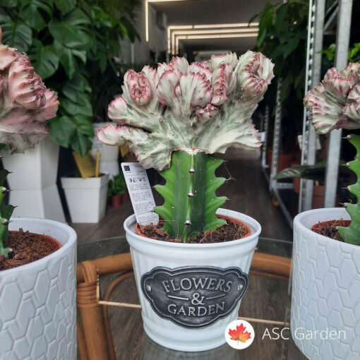 Euphorbia lactea ‘Cristata’ 25 cm