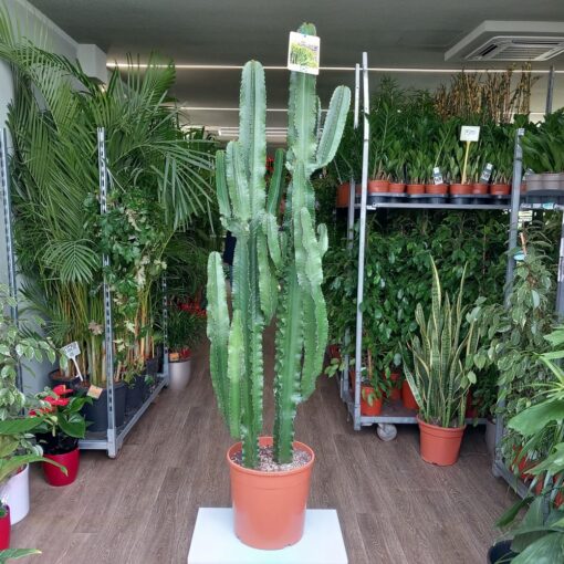 Euphorbia ingens Eritrea 80 cm