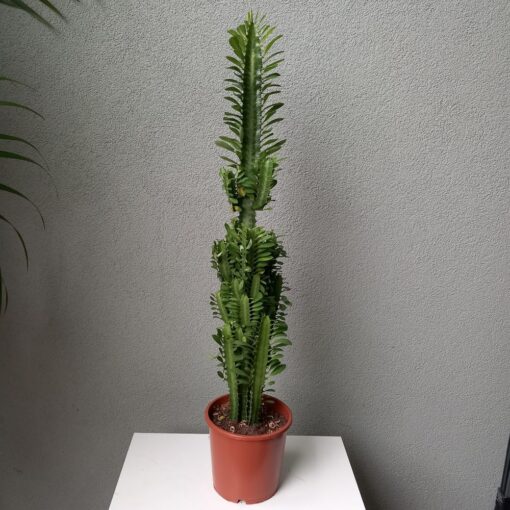 Euphorbia trigona 85 cm