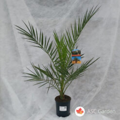 Phoenix canariensis – Feniks palma 140 cm