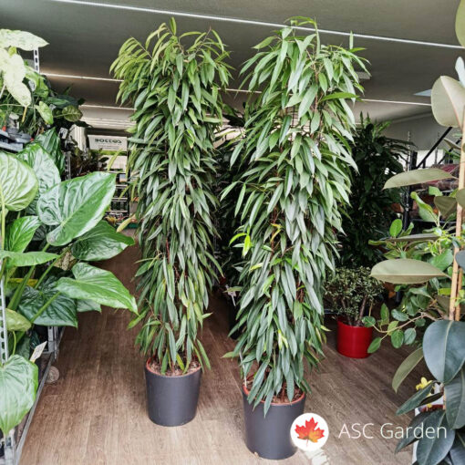 Ficus Alii King zuil 200 cm