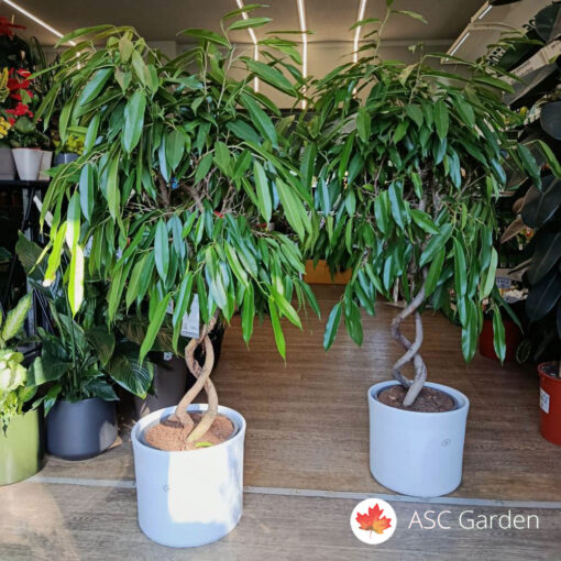 Ficus Amstel King 150 cm