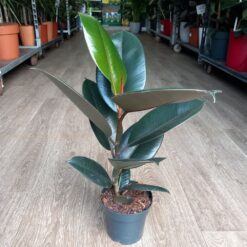 Ficus elastica Abidjan 60 cm