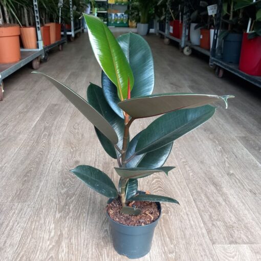 Ficus elastica Abidjan 60 cm
