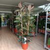 Ficus elastica Abidjan 200 cm