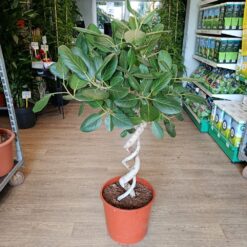 Ficus benghalensis 140 cm