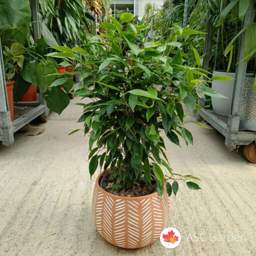 Ficus benjamina Anastasia 60 cm