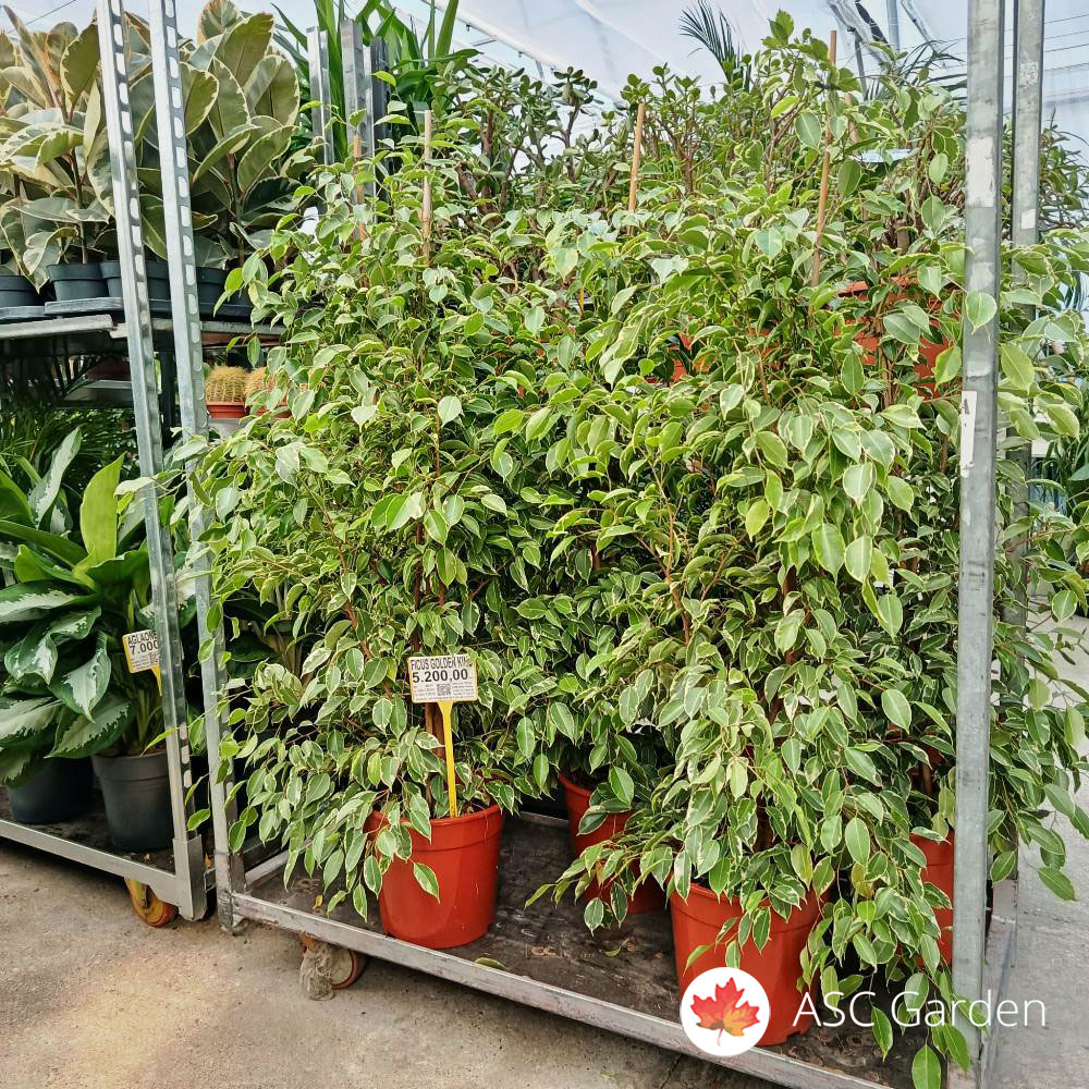 Ficus benjamina ‘Golden King’ 150 cm fi 27 cm - Slika 2